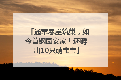 通常悬崖筑巢，如今首钢园安家！还孵出10只萌宝宝